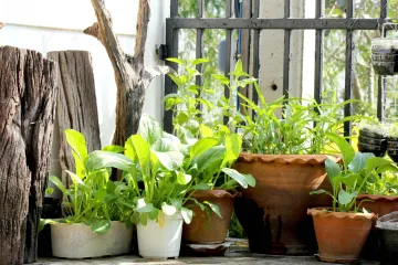 Kako se riješiti lisnih ušiju