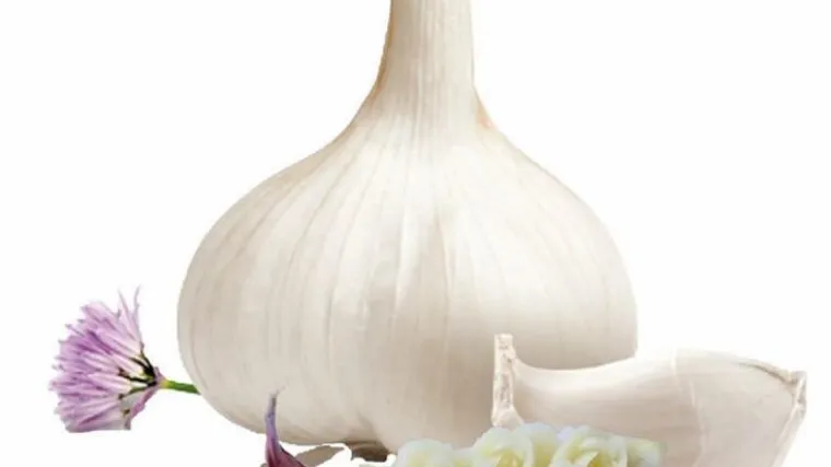 Za&scaron;tita če&scaron;njaka od bolesti