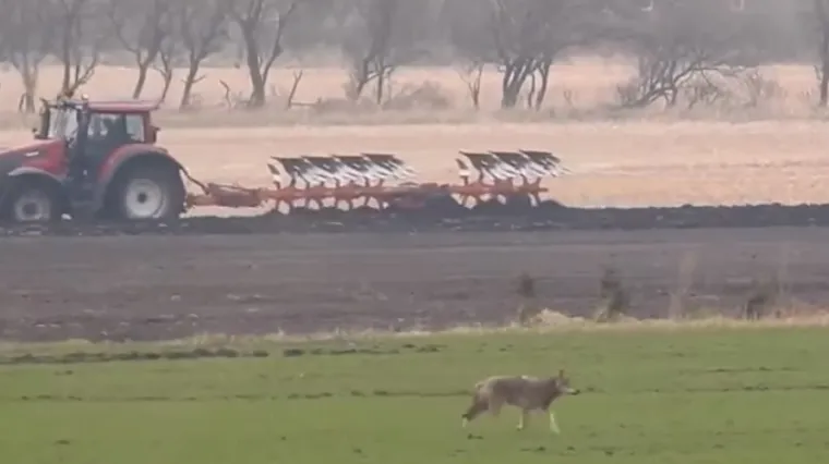 Ubijena je jedina slobodna vučica u Danskoj, strijelac je navodno povezan s moćnim političarem
