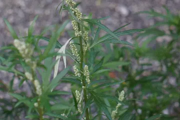 Slatki pelin biljka u borbi protiv smrtonosnih bolesti
