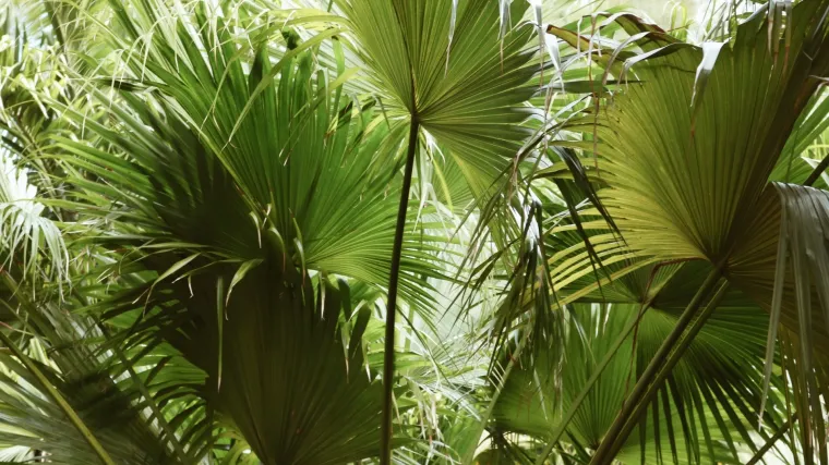 Lepezaste palme - najizdržljivije vrste palme
