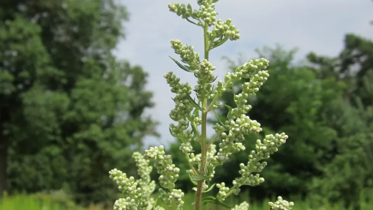 Gorki pelin i njegova ljekovita svojstva