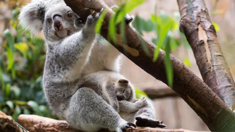 Australija ulaže milijune u spas koala: 'Bila bi neizreciva sramota da im ne osiguramo budućnost'