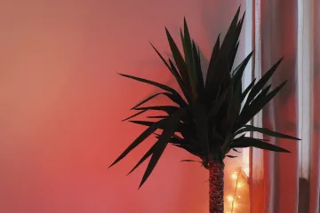 Rajska palma - rajska ljepota tropske biljke