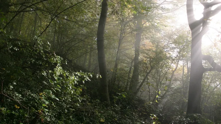 Merala biljka - je li merala zaboravljena biljka?