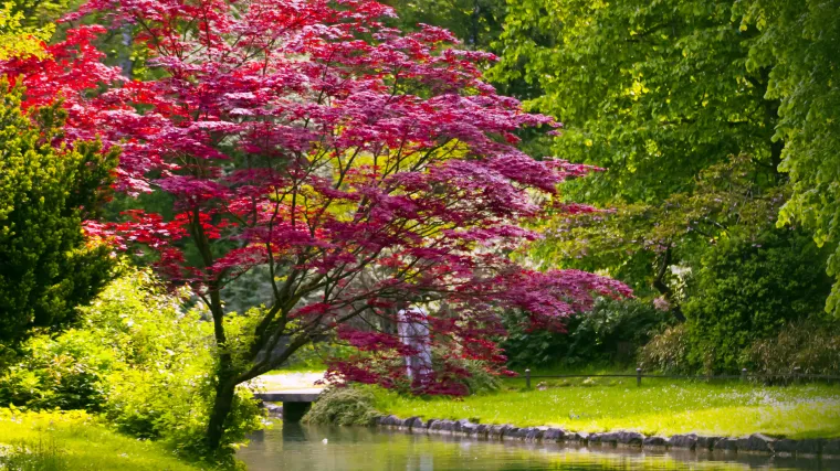 Patuljasti javor -  Javor koji oduševljava koraljno crvenom bojom