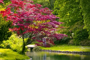 Patuljasti javor -  Javor koji oduševljava koraljno crvenom bojom