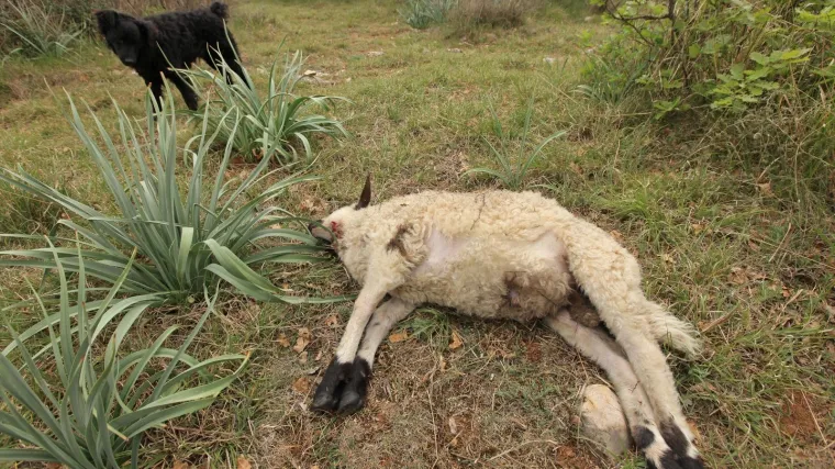 Vukovi mu zaklali ovce: 'Mlad sam čovjek i vjerovao sam u sustav, a recite vi meni &scaron;to mi sada preostaje?'