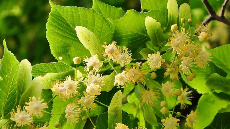 Malolisna lipa – biljka koja pomaže kod mnogih bolesti