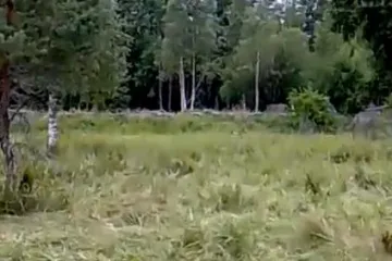 Gorski brijest - znate li da bi brijest mogao nestati?