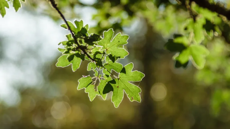 Brijest drvo - zašto je danas brijest vrlo rijetko drvo?
