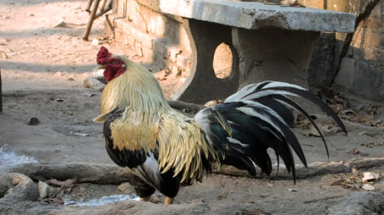 Susjedova osveta najgora je osveta: evo kako je u&scaron;utkao pijetla koji ga je budio svako jutro