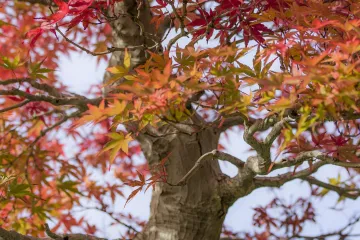 Crvenolisni javor – javor kao najljepši ukras u vrtu