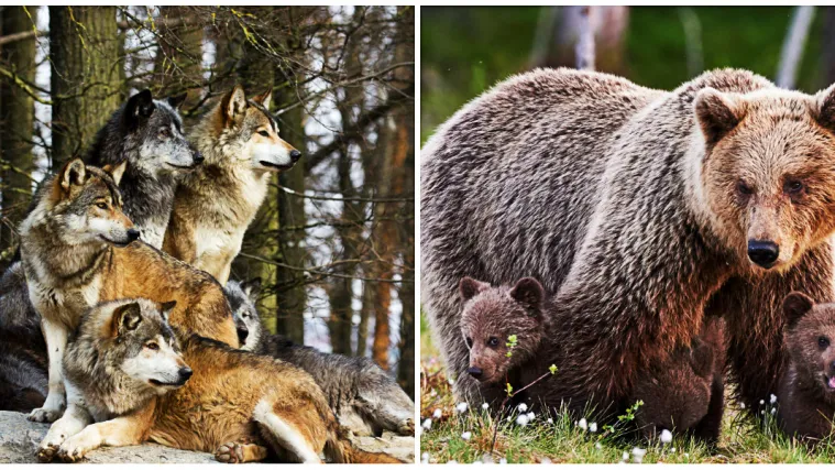 Vukovi sišli do sela, a medvjedi čak do mora: 'Jedno ždrijebe su napola pojeli, a drugo nisam mogao naći, ne znamo kako se obraniti'