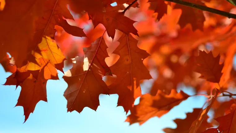 Znate li da je dlanolisni javor najljep&scaron;i dekor za vrt?