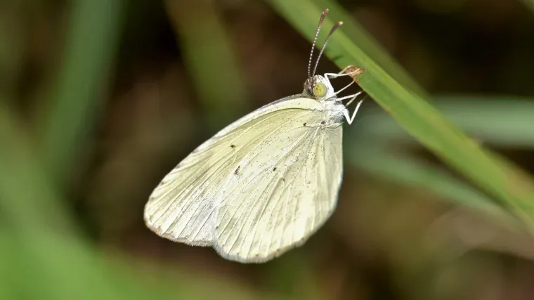 Leptir kupusar - leptir štetnik vrtnih biljaka