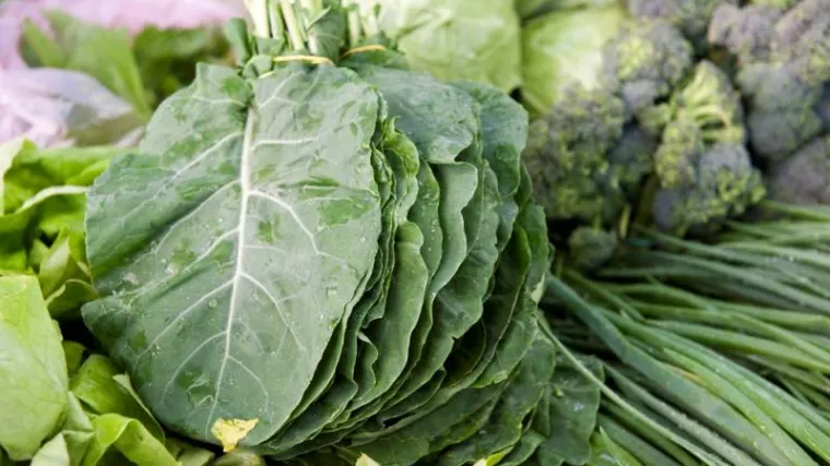 Raštika salata - raštika kao sirovo povrće