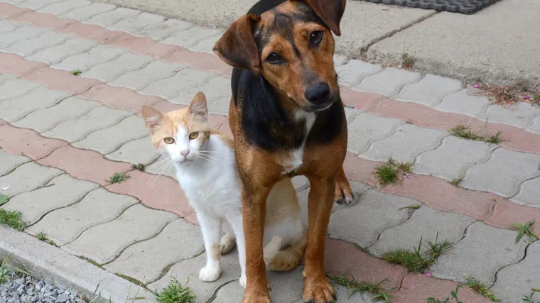 Prema novim pravilima, obvezni ste sterilizirati pse i mačke: ako to ne učinite, stiže 'masna' kazna