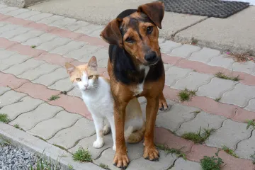 Prema novim pravilima, obvezni ste sterilizirati pse i mačke: ako to ne učinite, stiže 'masna' kazna