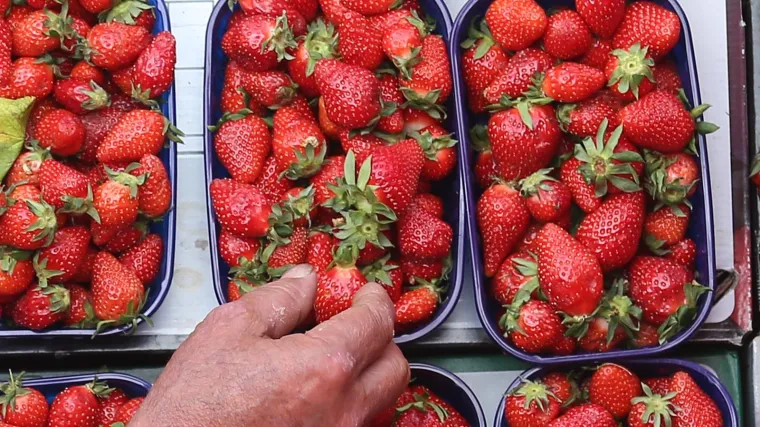 Inspektor provjerio na 'jarunskom placu' &scaron;to nam sve uvaljuju pod zagrebačke jagode