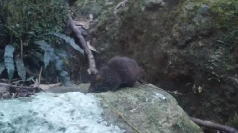 Australski tobolčari pare se doslovno do smrti, u nasilnim sesijama koje traju satima