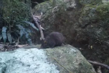 Australski tobolčari pare se doslovno do smrti, u nasilnim sesijama koje traju satima