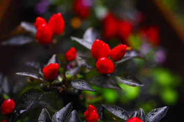 Ukrasna paprika: savjeti za uzgoj ukrasne paprike