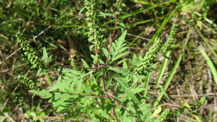 Ambrozija biljka: stanište i karakteristike ambrozije