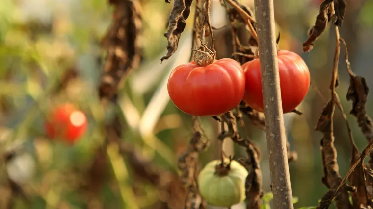 Trulež rajčice: kako zaštititi rajčice