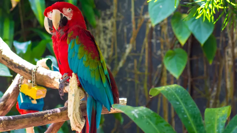 Posvađao se s papigom svoje djevojke, u sukob se morala uključiti i policija