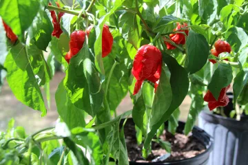 Bhut Jolokia paprika: najljuća papričica na svijetu