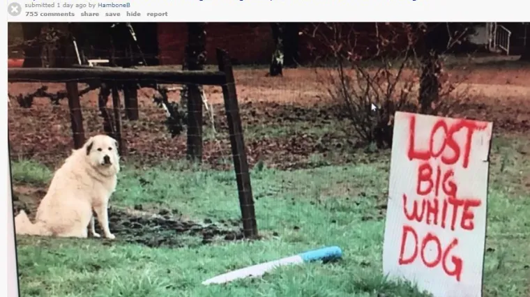 Najbolje ikad: izgubljeni pas se pojavio ispred oglasa na kojem pi&scaron;e: 'Traži se veliki bijeli pas'