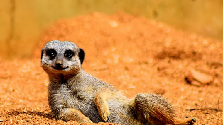 12-godi&scaron;njak dobiva prijetnje smrću nakon &scaron;to je slučajno ubio merkata