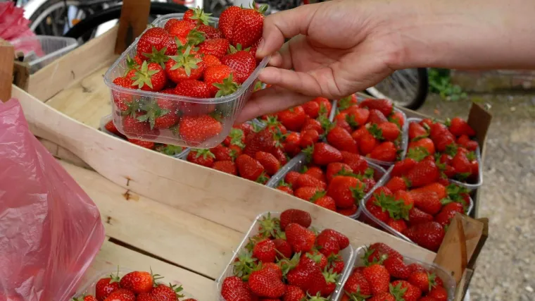 Hrvatski uzgajivači nastavljaju dijeliti jagode pred trgovačkim centrima: 'Bijesni smo, uvoz nas je pregazio'