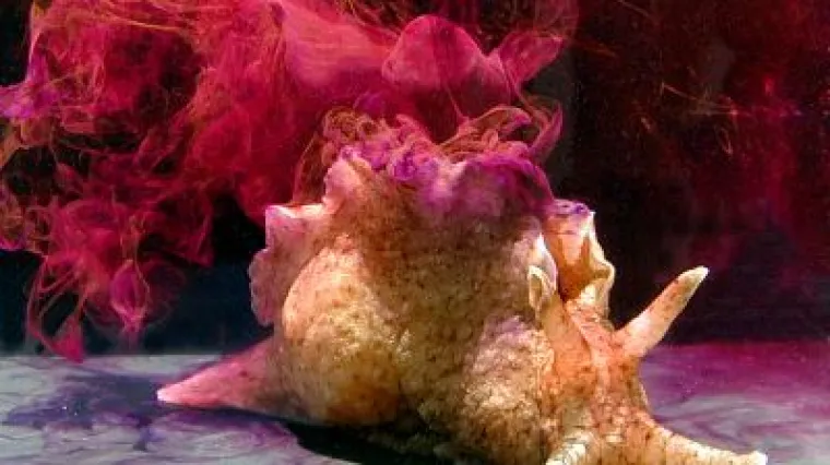 Nema problema, pogledajte što su znanstvenici napravili ovim puževima, a uskoro bi mogli i vama