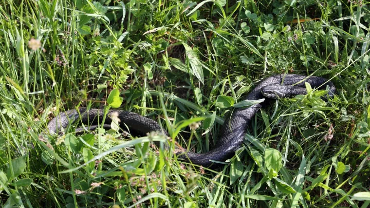 Karlovčani u panici zbog zmija: vatrogasci već dvaput morali intervenirati na dječjem igrali&scaron;tu