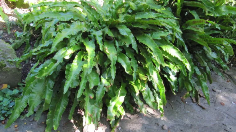 Jelenak biljka: uzgoj i ljekovitost