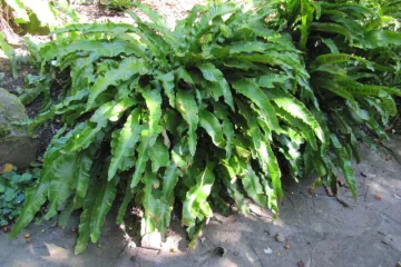 Jelenak biljka: uzgoj i ljekovitost