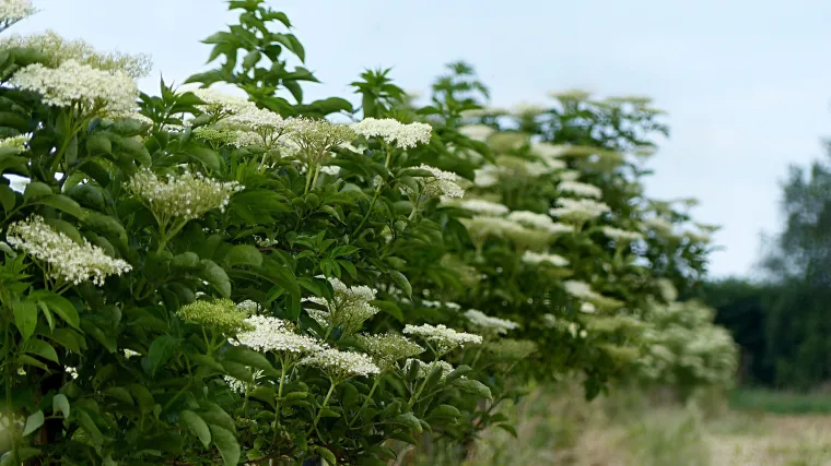 Bazga: kada cvate bazga i kada je brati