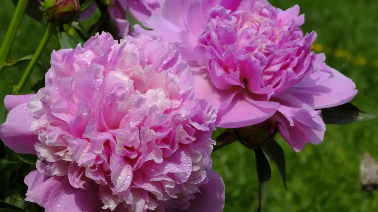 Cvijet božur: savjeti za sadnju, održavanje i zalijevanje