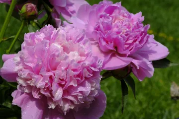 Cvijet božur: savjeti za sadnju, održavanje i zalijevanje