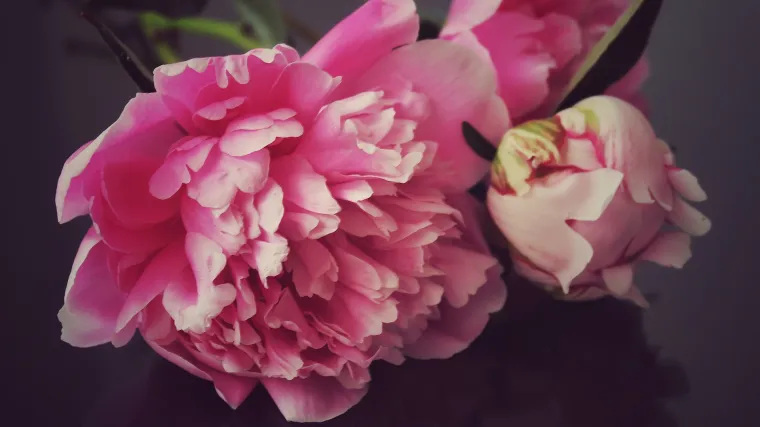 Presađivanje božura u nekoliko koraka