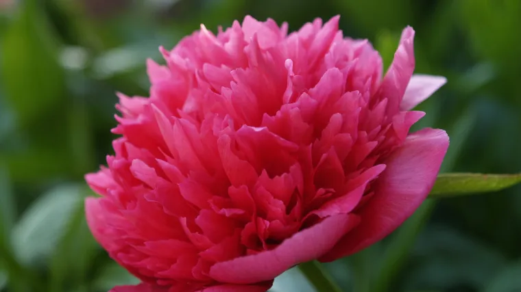 Božur: sadnja i uzgoj ukrasnih božura