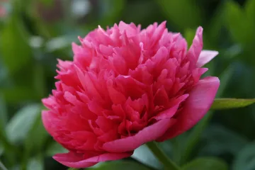 Božur: sadnja i uzgoj ukrasnih božura