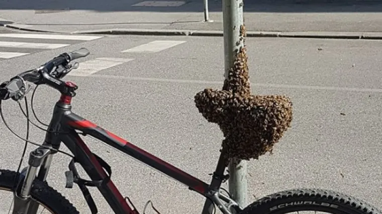 'Najbolji sistem za za&scaron;titu od krađe': roj pčela prekrio sjedalo bicikla u centru Zagreba