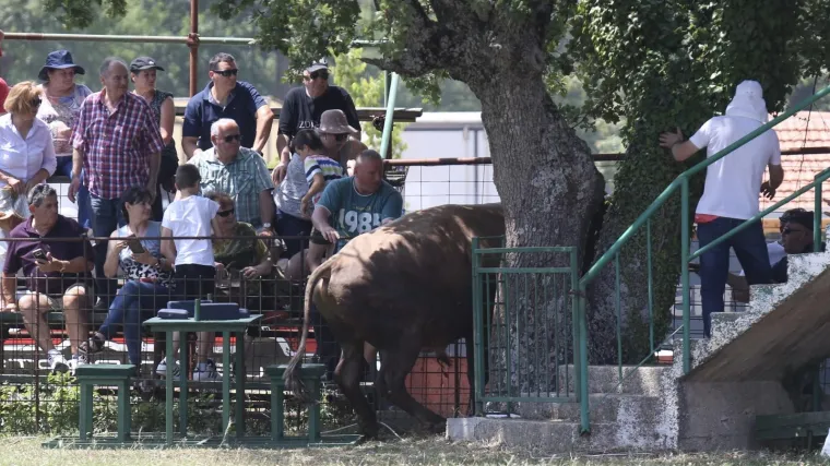 Nikad luđa bikijada u Rado&scaron;iću: bik Medo pro&scaron;ao ogradu, a pred njime bježala žena s kolicima