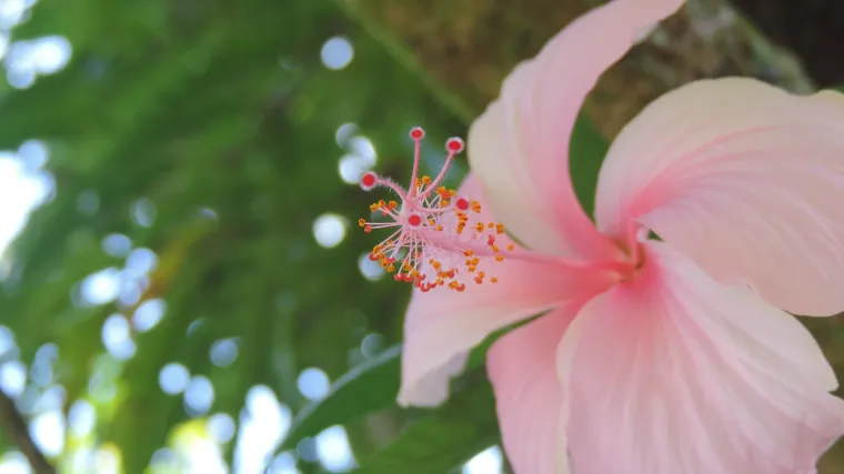 Vrtni hibiskus: savjeti kako uzgajati hibiskus drvo