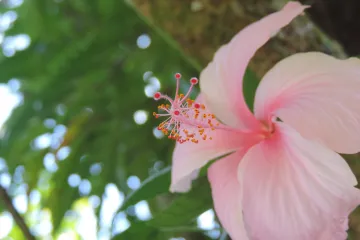 Vrtni hibiskus: savjeti kako uzgajati hibiskus drvo