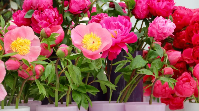 Sadnja božura u tegle: savjeti koji će vam pomoći u sadnji božura