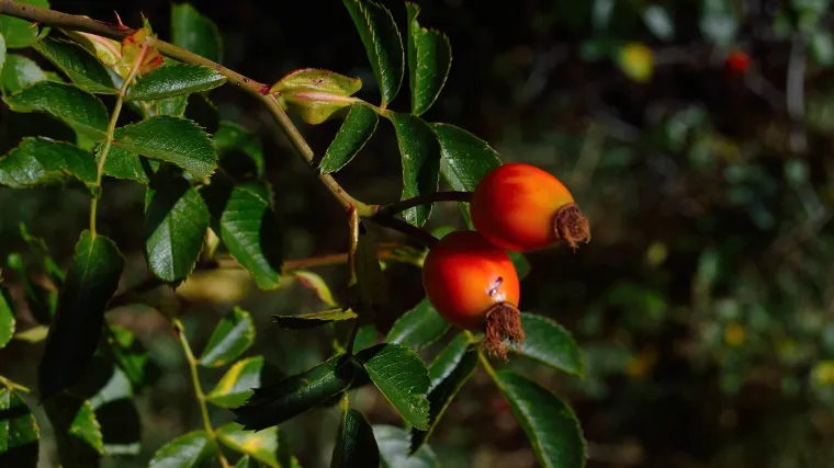 Zašto je sušenje goji bobica tako popularno?